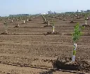 SG Field.webp