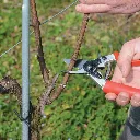 Square_in_use_PNG-FELCO-12-VITICULTURE-2014-040_-jpg_245bc389-bb32-4584-afd4-e8c8a1413465.webp
