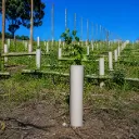 Grow Tube, Polyethylene, Quote Required