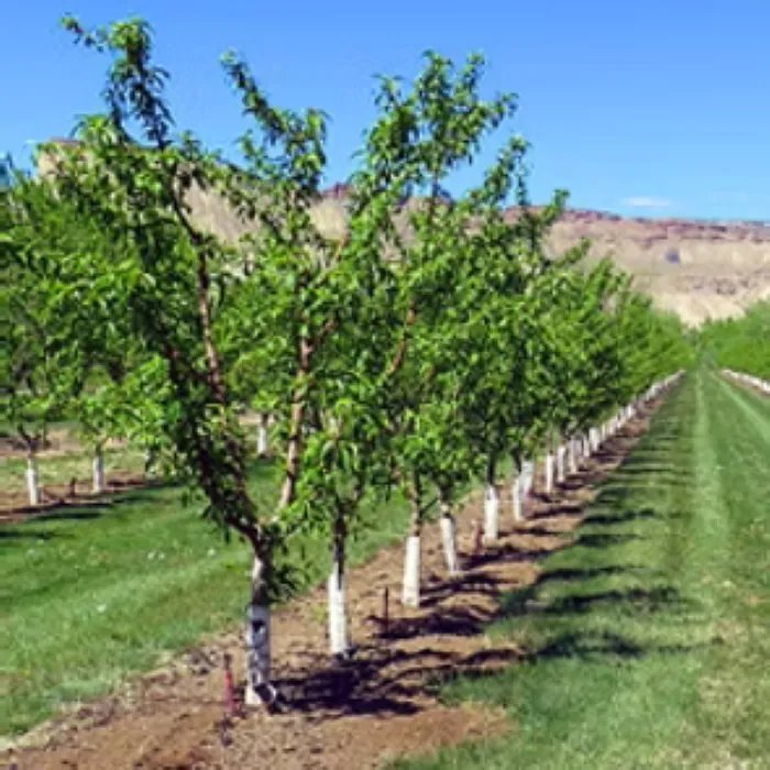 Tree/Vine Protection Sleeve (Tree Guard), Paperboard, Quote Required (12")