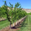 Tree/Vine Protection Sleeve (Tree Guard), Paperboard, Quote Required