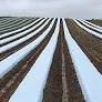 Mulch Film, Extruded LLDPE, Quote Required