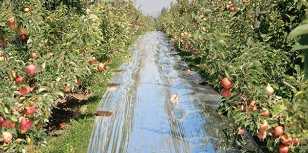 Reflective Mulch Film, Extruded LLDPE, Quote Required